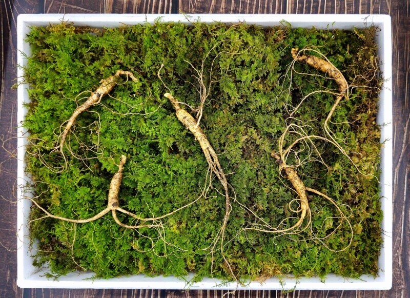 삼선생,삼선생 프리미엄 산양산삼 6-7년근 10뿌리